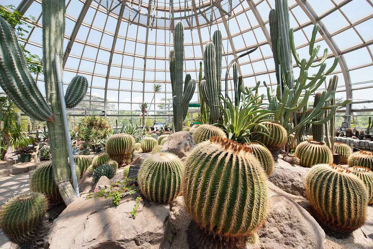 手柄山温室植物園